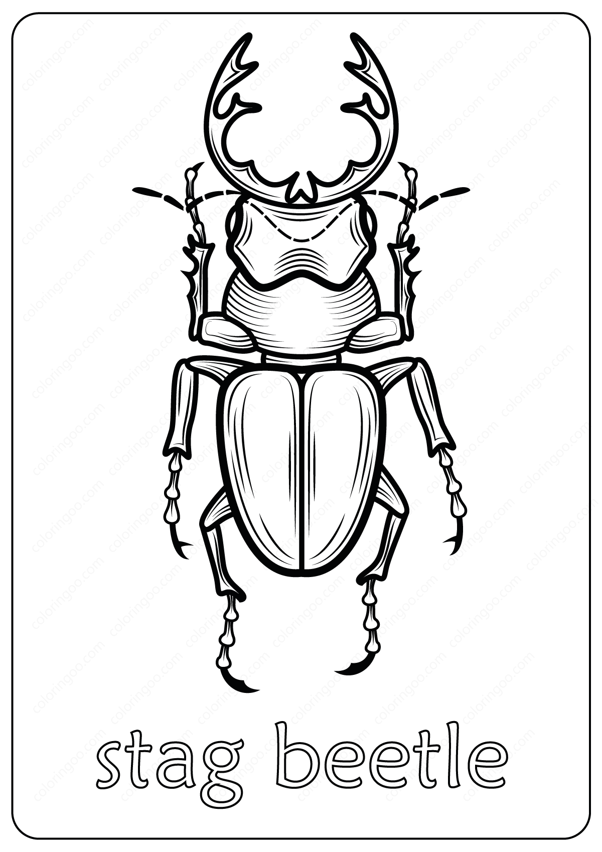 Animals stag beetle coloring pages book