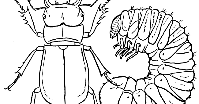 Crayon palace stag beetle and young coloring page