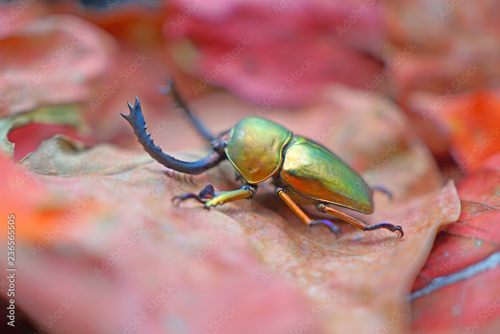 Beetlesinsect lamprima adolphinae or sawtooth beetle is a species of stag beetle in lucanidae family