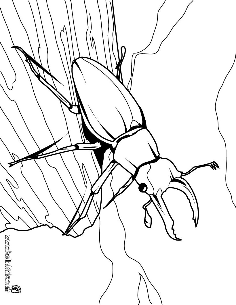 Stag beetle coloring pages