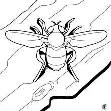 Stag beetle coloring pages