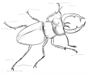 Beetles coloring pages free coloring pages