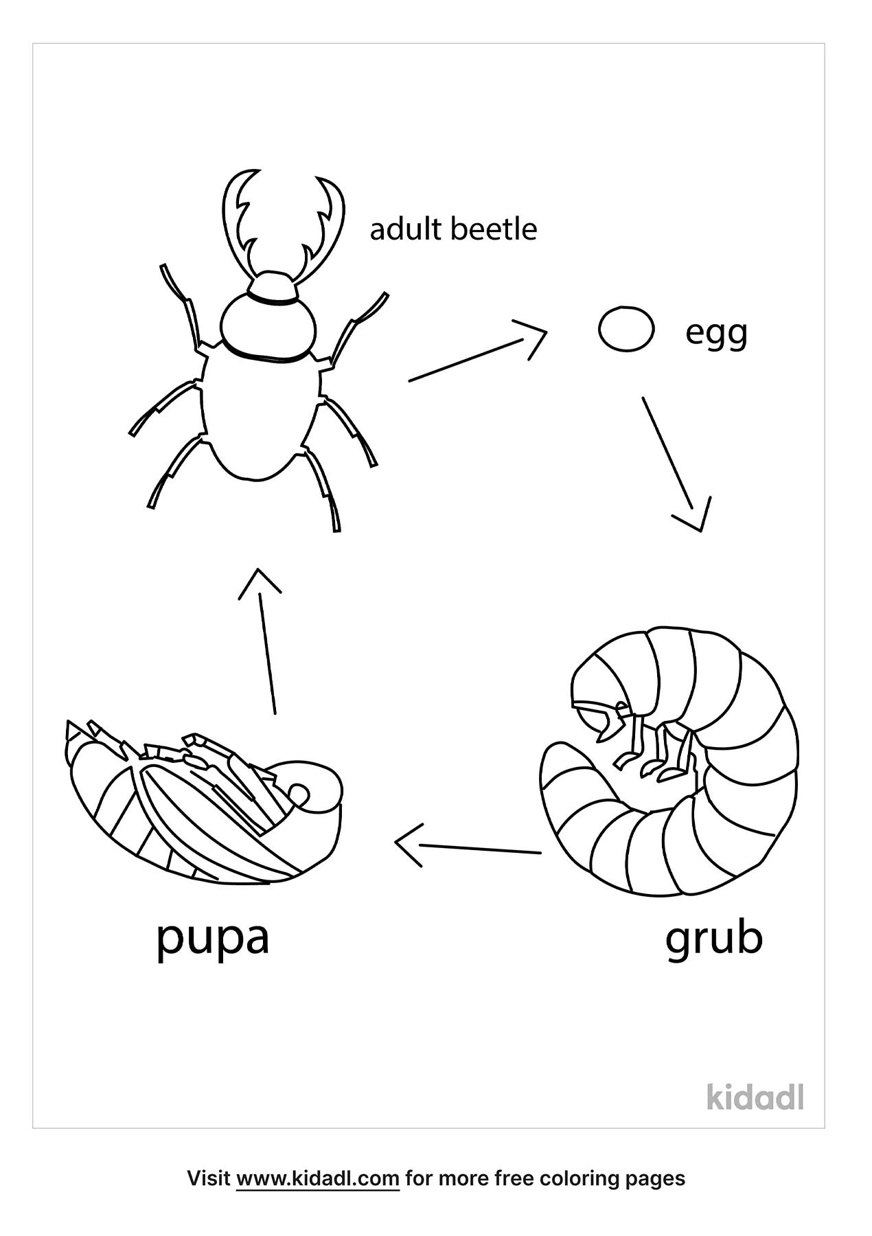 Free life cycle of a stag beetle coloring page coloring page printables