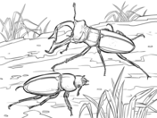 Stag beetle coloring page free printable coloring pages
