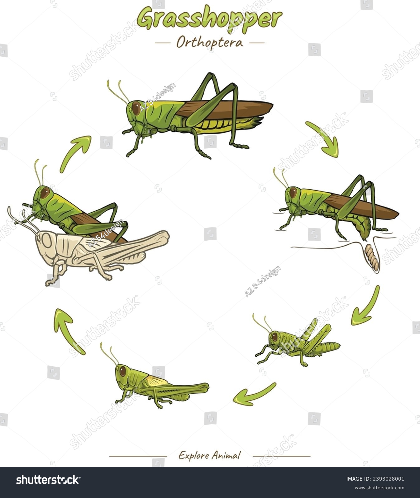 Adult grasshopper over royalty