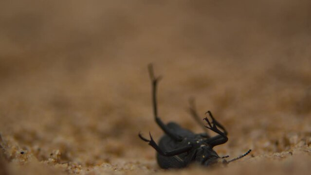Female beetle images â browse photos vectors and video