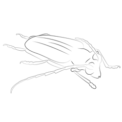 Stag beetle coloring page for kids