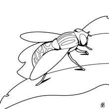 Stag beetle coloring pages
