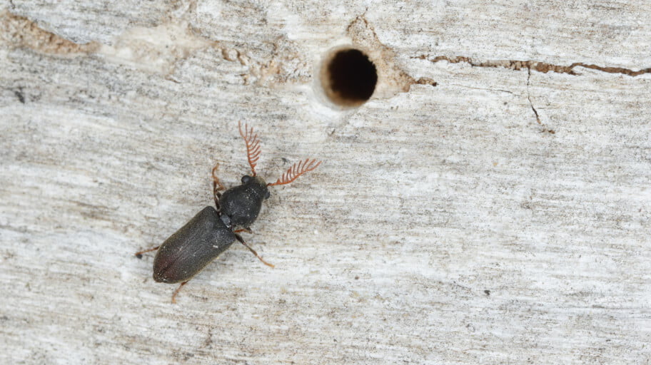 Wood borer identification treatment pest guide by fantastic services