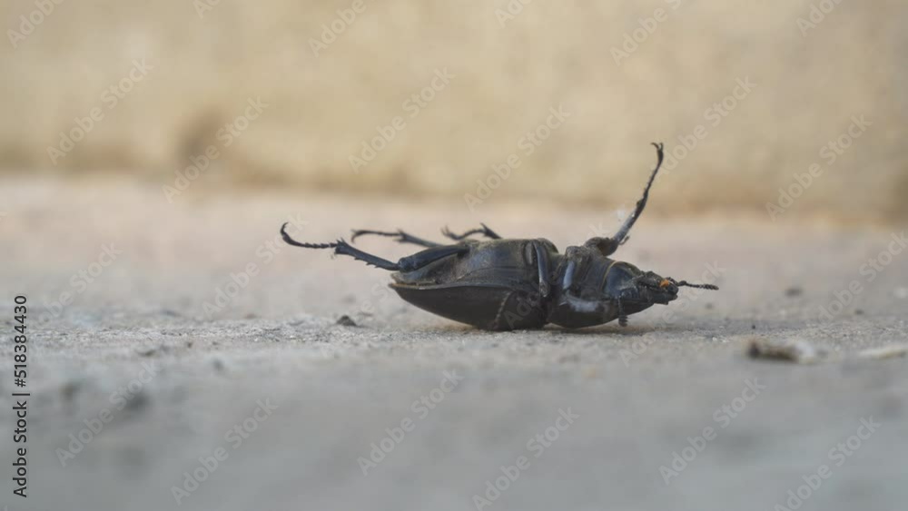 Female beetle images â browse photos vectors and video