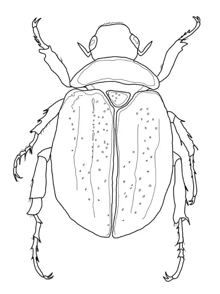 Stag beetle printable coloring page