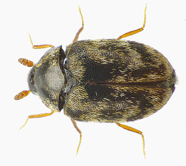 Anthrocerus australis