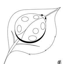 Stag beetle coloring pages