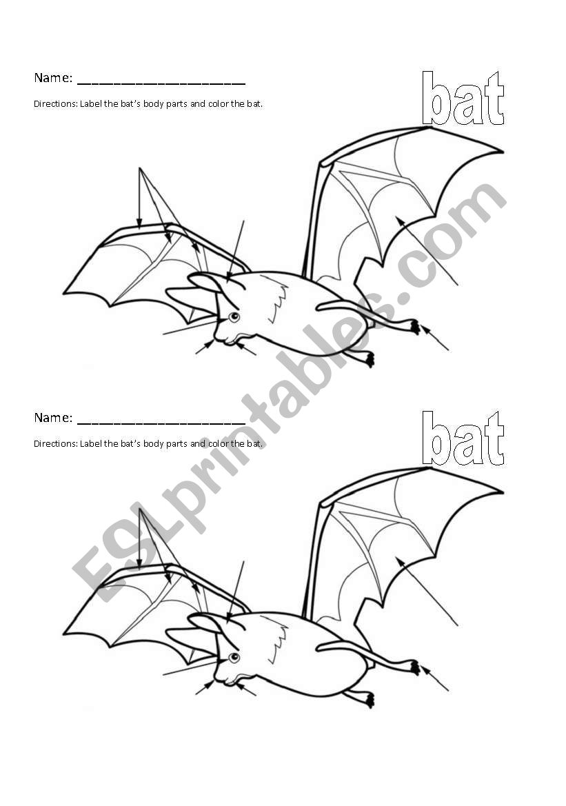 English worksheets bat stellaluna body part labeling worksheet
