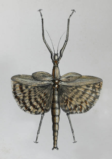 Drawing of the stick bug stock illustrations royalty