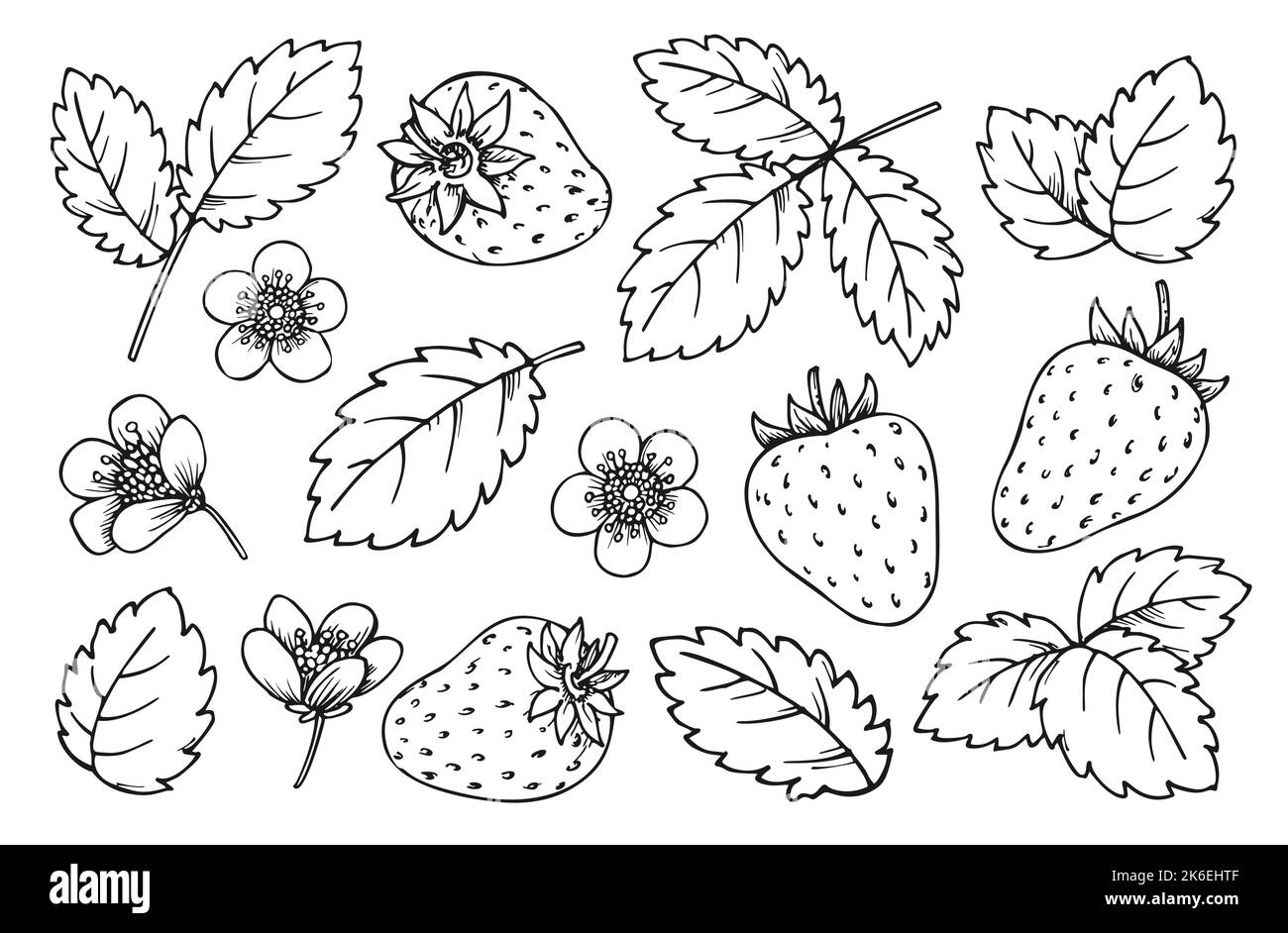 Strawberry patch vector black and white stock photos images