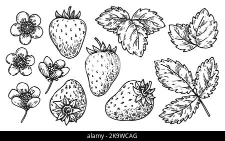 Strawberry patch vector black and white stock photos images
