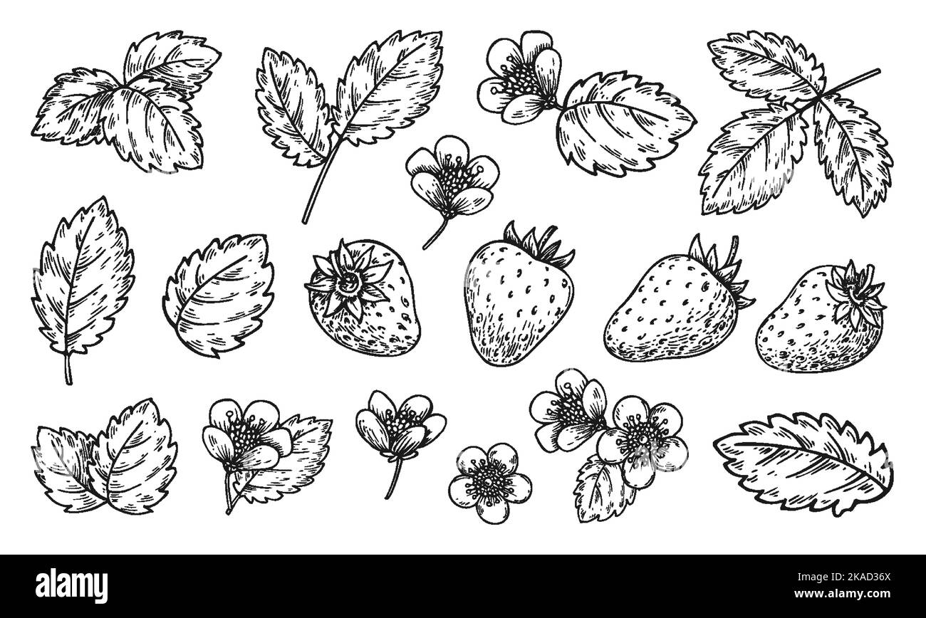 Strawberry sweet not cake black and white stock photos images