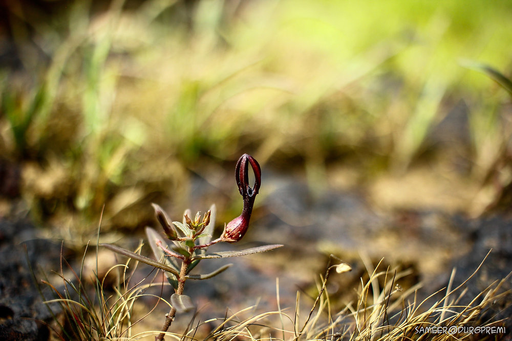 The kaas plateau