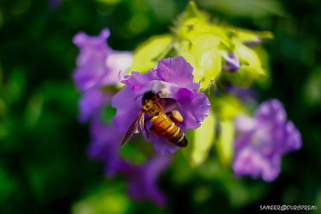 The kaas plateau