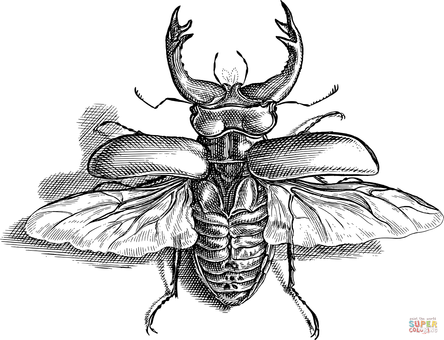 Vintage beetle spreading wings coloring page free printable coloring pages