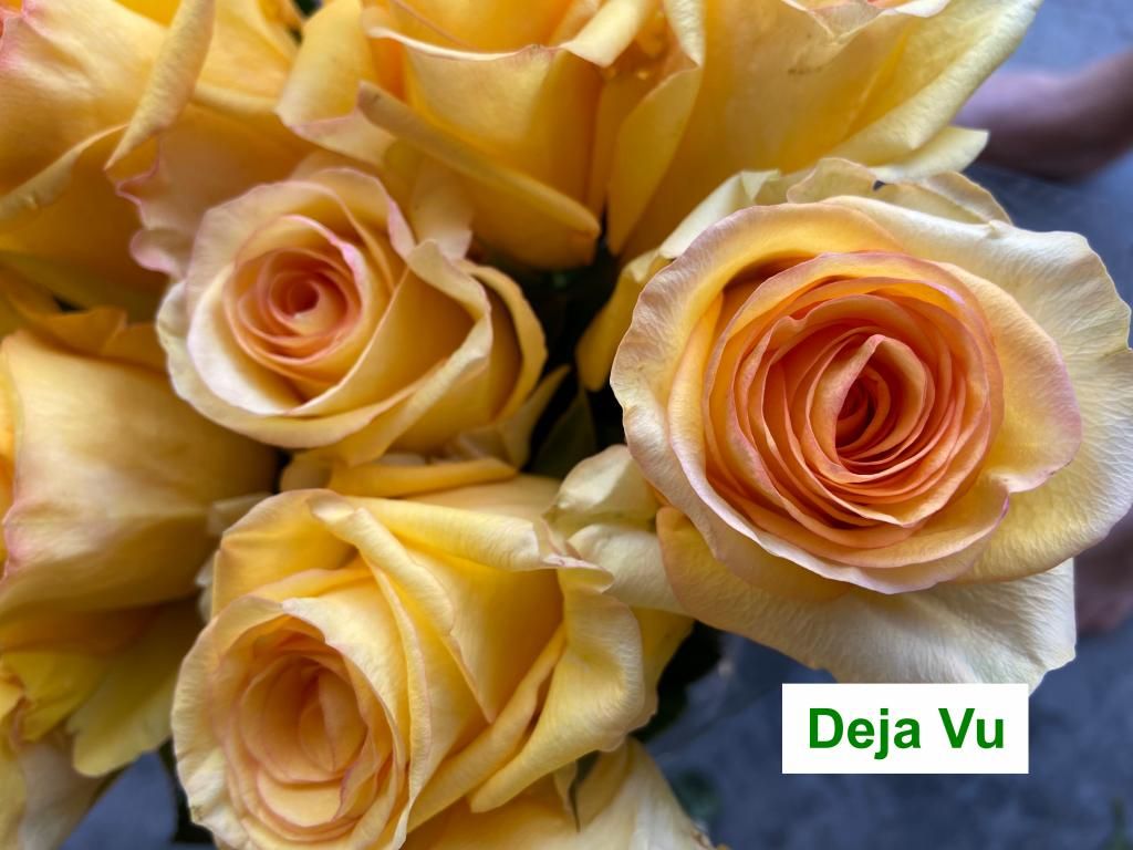 Colombian premium roses