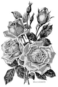 Rose coloring pages for adults kids