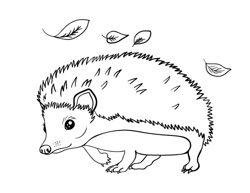 Coloring pages hedgehog colors animal summer coloring pages