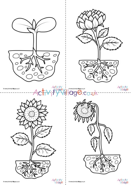 Sunflower life cycle louring pages set