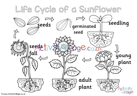 Sunflower life cycle louring page