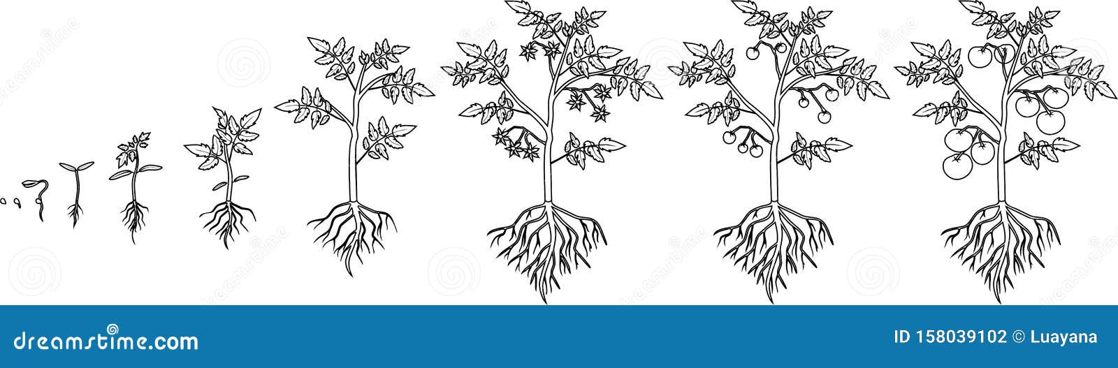 Coloring page life cycle of tomato plant stock vector