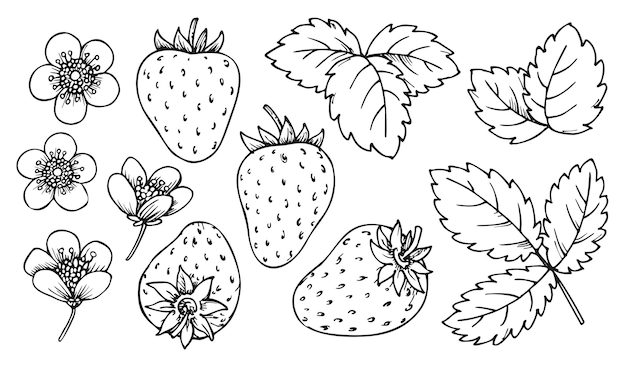 Premium vector strawberry line set black and white berries leaves flowers cartoon hand drawn plant elements for print coloring book page scrapbooking stamps laser engraving badge pins tag farmers market label