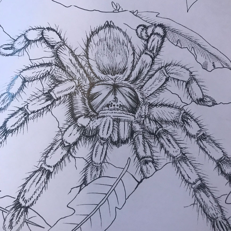 The old world tarantula coloring book kf invertebrates