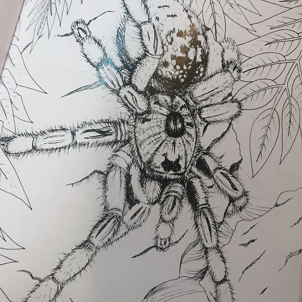 The old world tarantula coloring book kf invertebrates