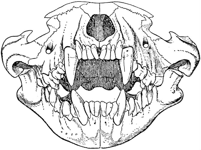 Fileeb marsupialia