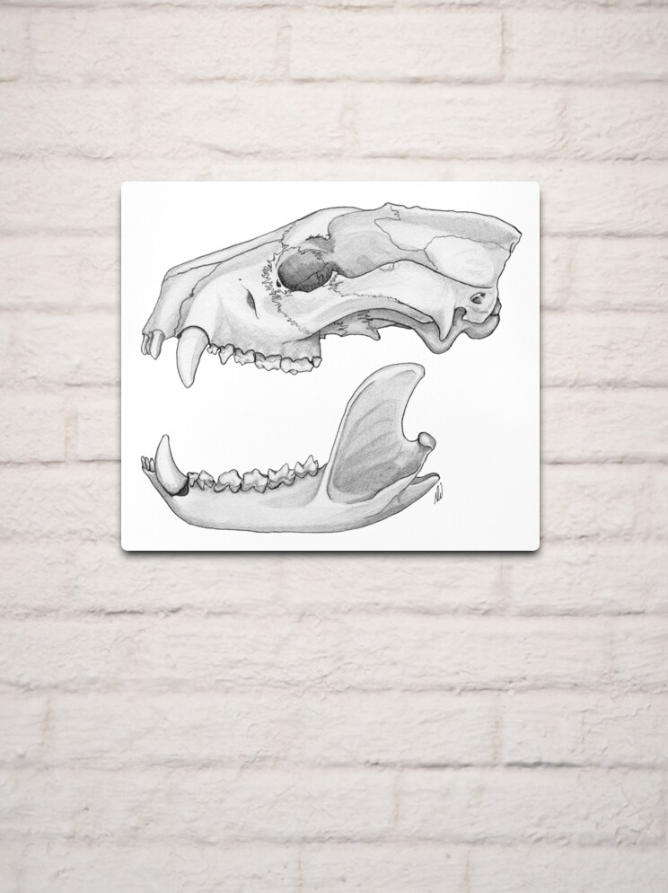 Tasmanian devil skull metal print for sale by gorgeousscience