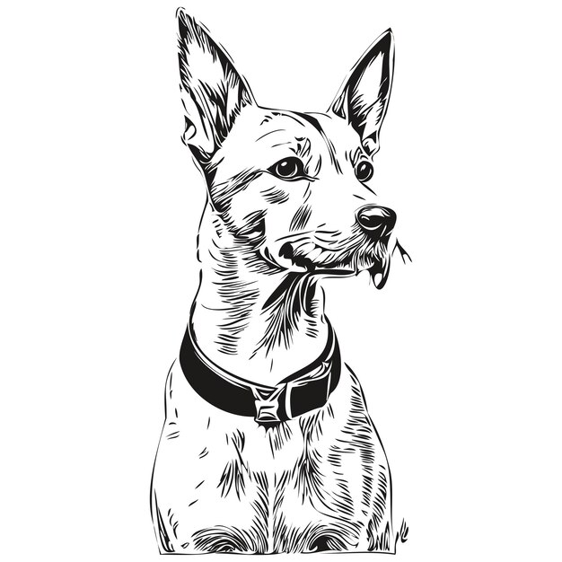 Retrato de perro american hairls terrier en dibujo a mano de animal vectorial para tatuaje o ilustraciãn de impriãn de camiseta mascota de raza realista vector premium