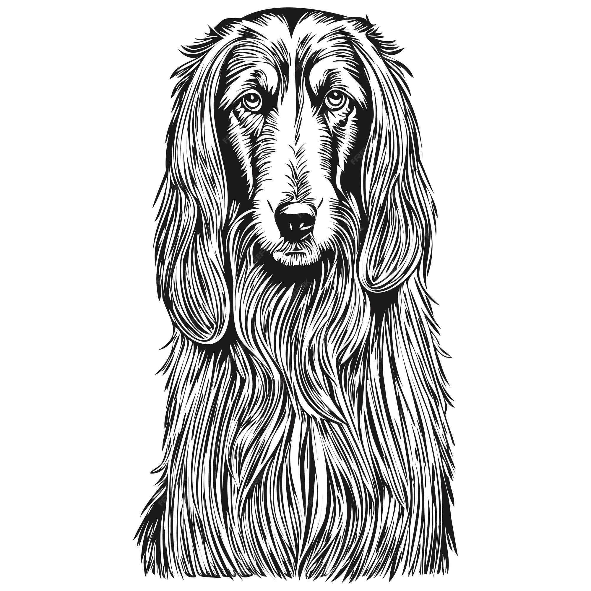 Retrato de perro sabuo afgano en dibujo a mano de animal vectorial para tatuaje o ilustraciãn de impriãn de camiseta mascota de raza realista vector premium