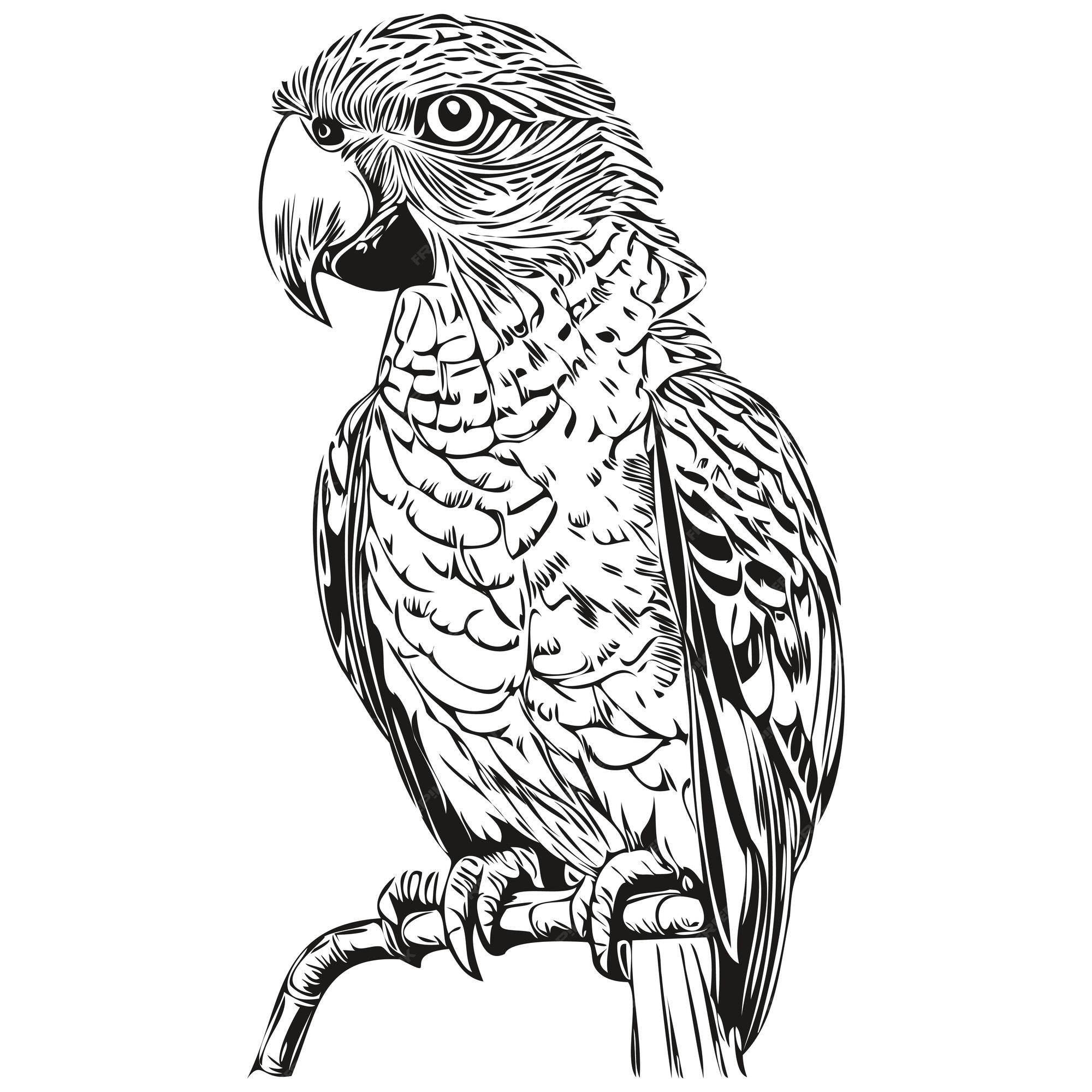 Loro realista vector dibujado a mano ilustraciãn animal loros vector premium