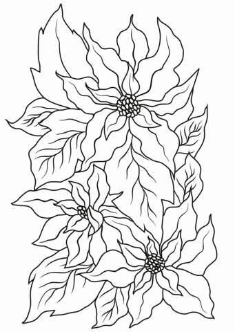 Poinsettia coloring page free printable coloring pages