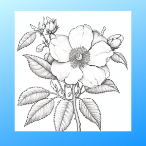 Texas blooms a wildflower coloring adventure taylor patti books