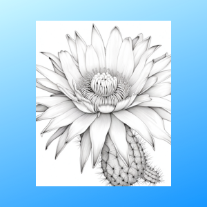 Texas blooms a wildflower coloring adventure taylor patti books