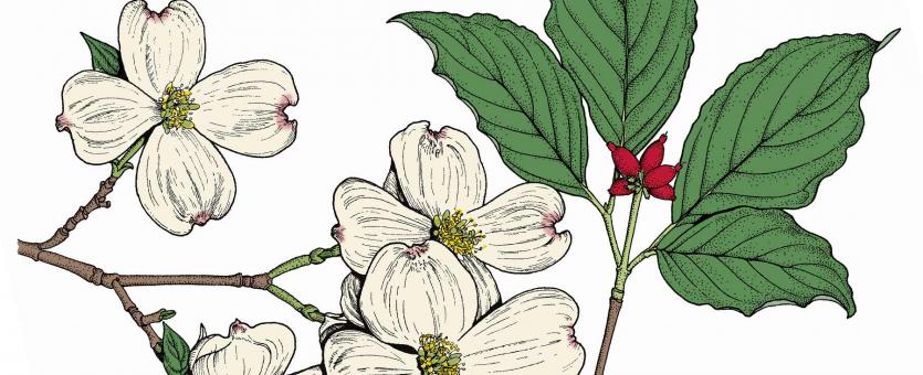 Flowering dogwood missouri department of conservation