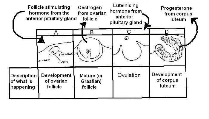 Reproductive system worksheet answers
