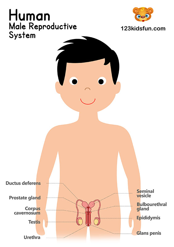 Human body systems for kids free printables