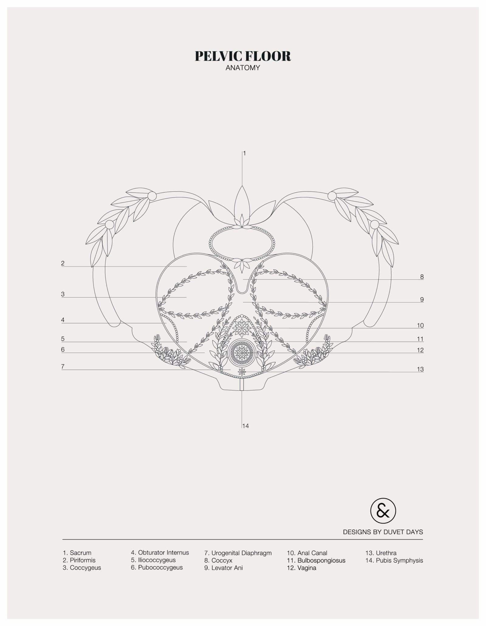 Pelvic floor
