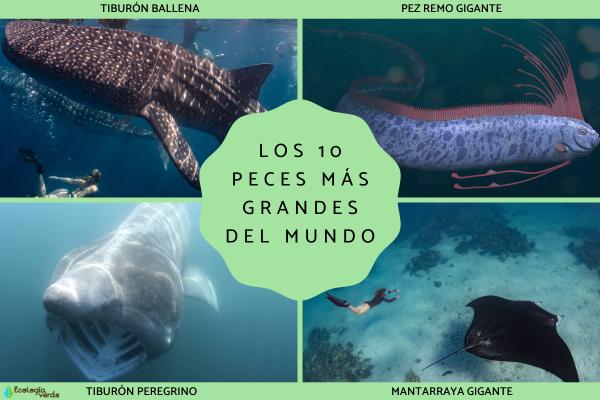 Los peces mãs grandes del mundo