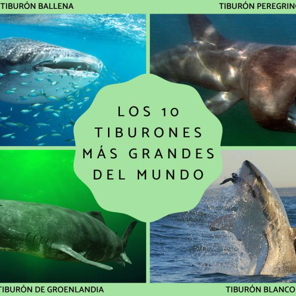 Los tiburones mãs grandes del mundo