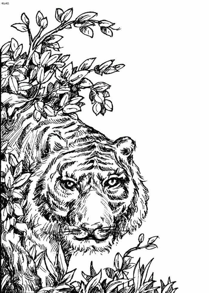 Tiger coloring pages for adults coloring animal coloring pages adult coloring pages coloring pages