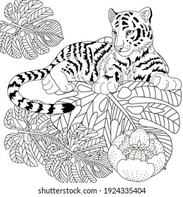 Tiger adult coloring images stock photos d objects vectors